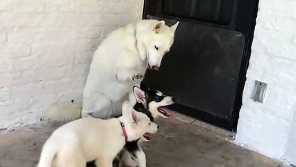 Gentle Husky Teaches Puppies to Play