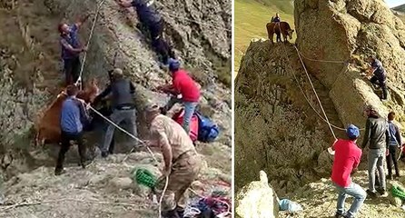 Kayalıklarda mahsur kalan inek için halatlı kurtarma operasyonu