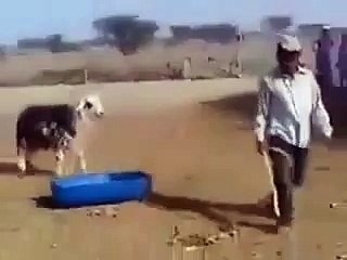 Bakın koyun sahibinden nasıl intikam aldı