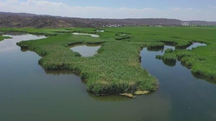 Ağrı Dağı'ndaki buzulların erimesiyle oluşan sulak alanlar yaban kuşlarına hayat oluyor