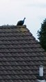 Peacock runs amok in Falkirk area as Braes resident captures bird on roof surrounded by seagulls