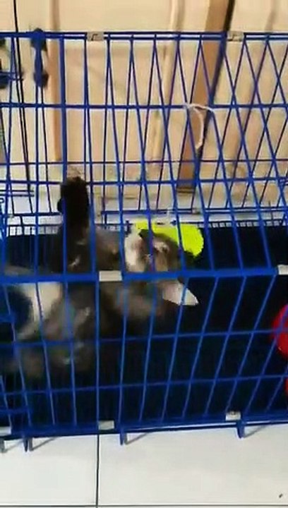 zebi