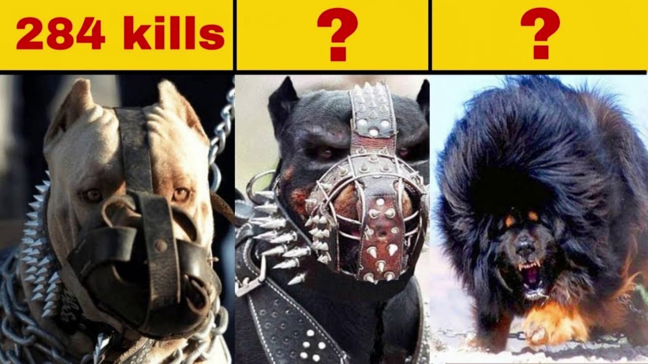 Top 6 MOST Dangerous Dog Breeds in the World (2021) | इन कुत्तों से सावधान