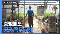 비닐하우스 잠기고 캠핑카 떠내려가고...충청에도 '시간당 50mm' 폭우 / YTN