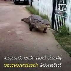 A crocodile Found Strolling Through Kogilban Village in Dandeli
