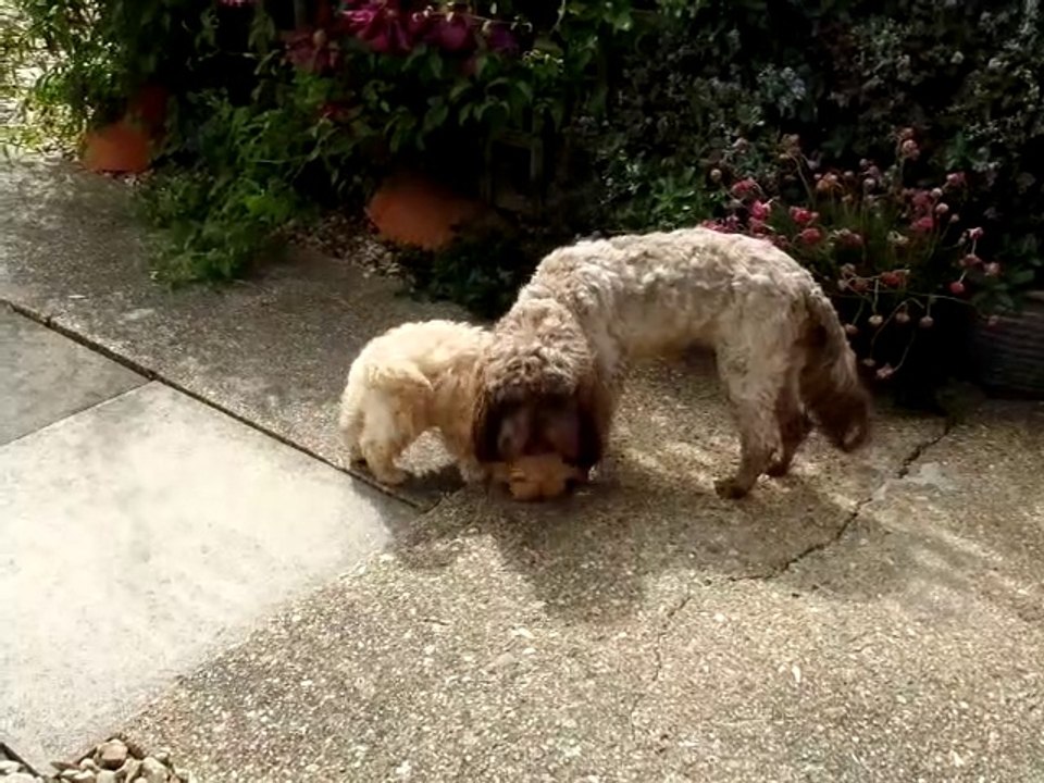 dogs eating together