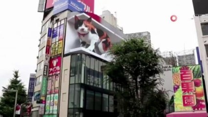 Tokyo'daki 3 boyutlu dev kedi gerçeğini aratmıyor