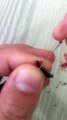 Miyuki delica boncuktan tuğla tekniğiyle minik uğur böceği yapılışı