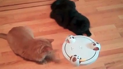 Muhteşem kedi oyuncağı