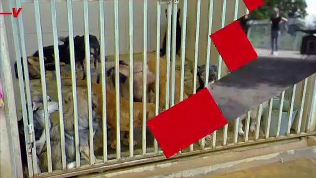 Animal Shelters Fear Overcrowding As COVID Restrictions Lift