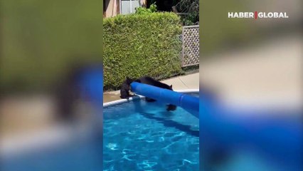 Anne ayı ve yavrularının havuz keyfi kamerada