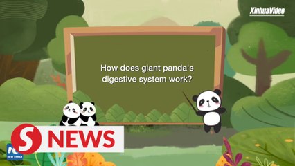 How does giant panda's digestive system work? | Pandaful Q&A