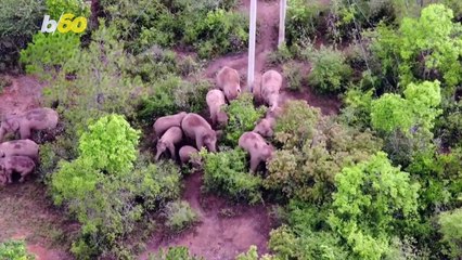 Must See! Two Female Elephants Fight, Going Viral As They Migrate