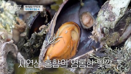 해녀가 직접 채취한 홍합 맛보러 오세요! (서울에서 10시간이 함정)