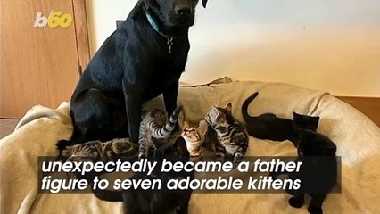 The Endearing Story of How This Dog Became a Father Figure to Seven Motherless Kittens