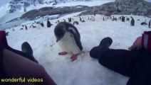 I played with penguins.　ペンギンと戯れてみた