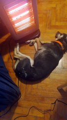 Warm and Cozy Cuddle Puddle of Animal Pals