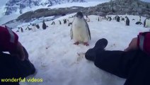 Antarctica penguins have spoiled　南極ペンギンが甘えてきた
