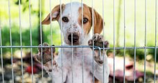 La SPA lance un cri d'alerte face au nombre d'abandons d'animaux qui explose en France