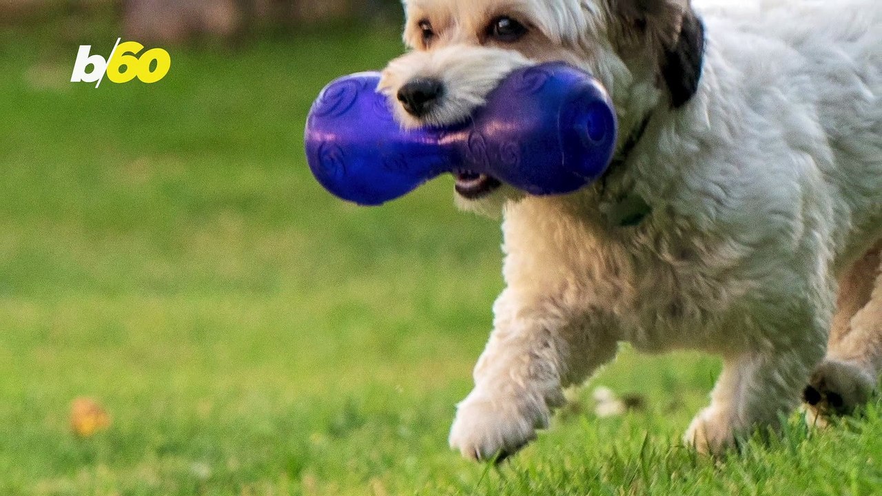 Squeaky Dog Toys Can Be Annoying, Especially Wh...