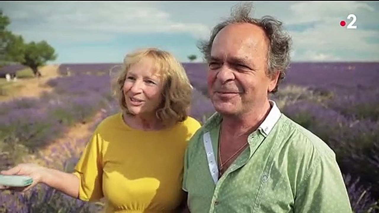 Alpes-de-Haute-Provence : la lavande en pleine floraison