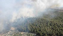 İzmir Foça'da orman yangını! Ekipler havadan ve karadan müdahale ediyor