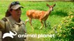 Problemas de animais selvagens | Patrulheiros da Natureza | Animal Planet Brasil