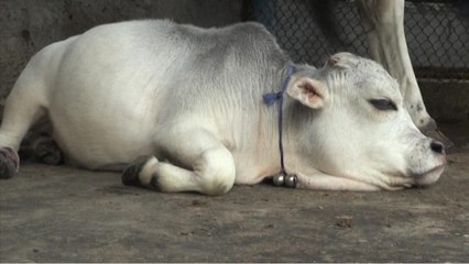 Rani, la vaca miniatura que podría ser considerada la más pequeña del mundo