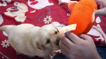 Funniest & Cutest Golden Retriever Puppy Moments Puppy Funny Moments