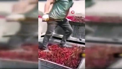 Meyvelerin üzerinde ayakkabıları ile gezen 4 kişi serbest bırakıldı