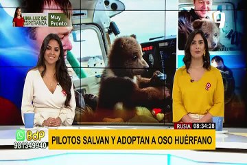 Pilotos adoptaron un oso que llegó a un aeródromo