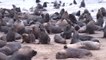 Impresionante migración de cientos de lobos marinos a las playas de Tomé, Chile