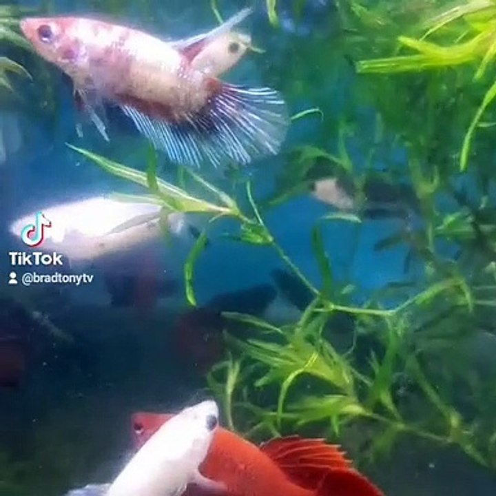 #fish