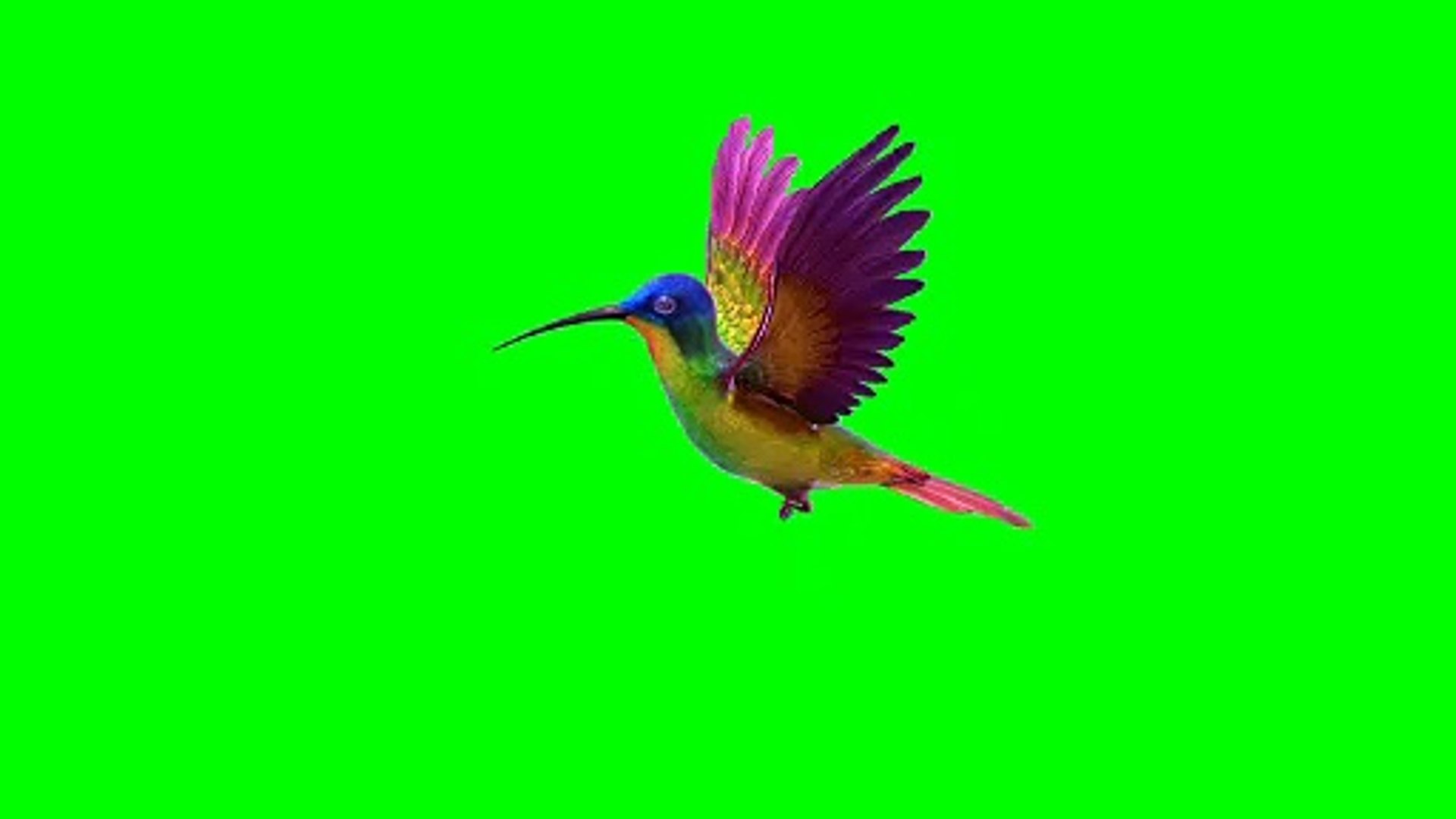 Chim ruồi màn hình xanh: Làm thế nào mà chim ruồi bay qua màn hình xanh lại thu hút người xem đến như vậy? Hãy xem ngay video này để khám phá sự kì diệu của hiệu ứng màn hình xanh và cách sử dụng nó để tạo ra các bộ phim và video chuyên nghiệp hơn. Bạn sẽ không thể rời mắt khỏi những đường bay uốn lượn của chim ruồi!