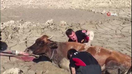 Balçığa saplanan inek operasyonla kurtarıldı