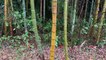 Japan Bamboo In The Rain 2021.03.13 Asmr Ambient Sound Sleep Meditate Relax Tokyo Suburb Zen Peace