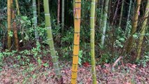 Japan Bamboo In The Rain 2021.03.13 Asmr Ambient Sound Sleep Meditate Relax Tokyo Suburb Zen Peace
