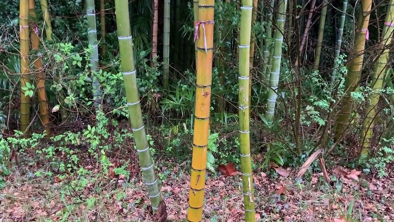 Japan Bamboo In The Rain 2021.03.13 Asmr Ambient Sound Sleep Meditate Relax Tokyo Suburb Zen Peace
