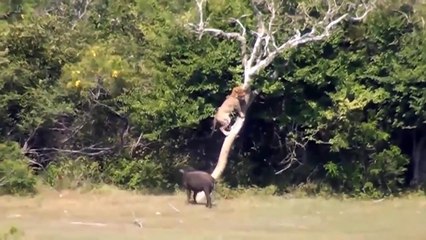 Classic Upstream Moves Warthog Before Of Wild Animals Warthog vs Leopard, Lion, Hyena, Nntelope