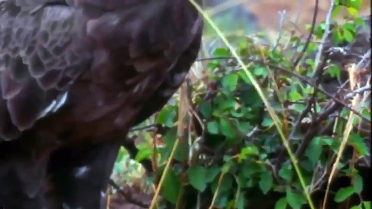 Eagle's Attack Becomes Meaningless Against This Tiny Animal Eagle, Rabbit, Fox, Snake, Monkey