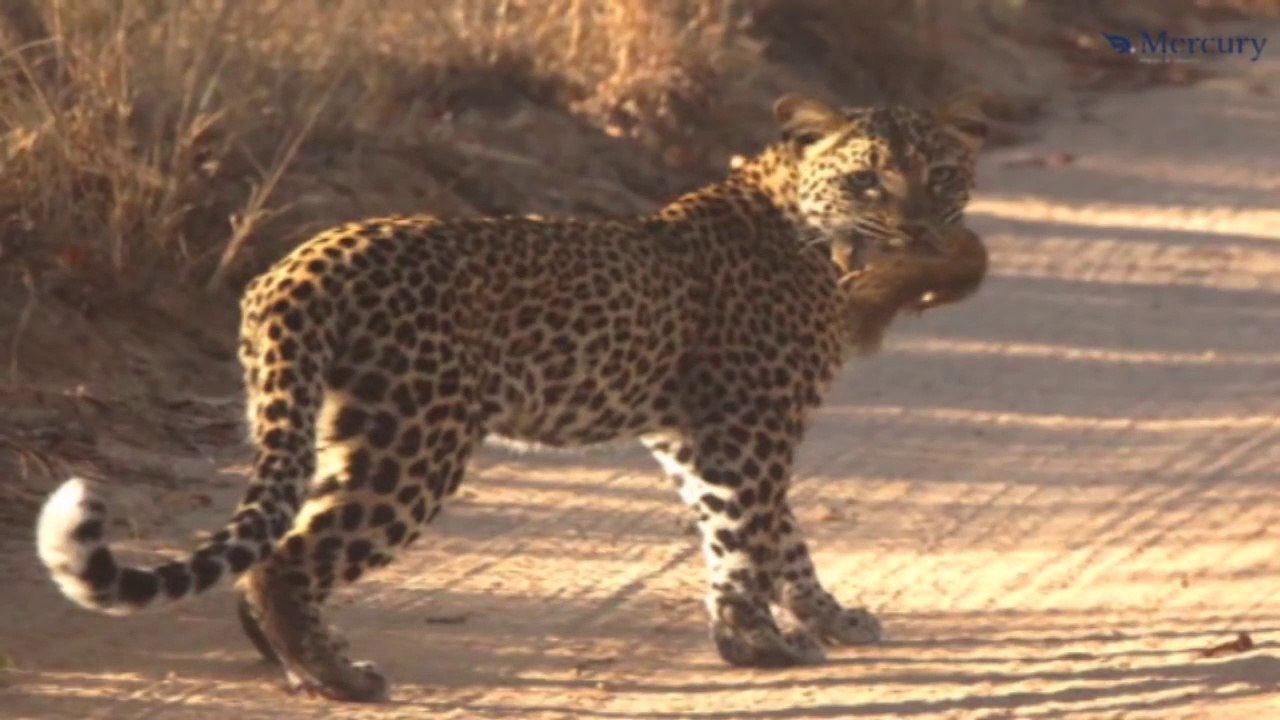Ce léopard réussit à attraper un écureuil volant  en l'air