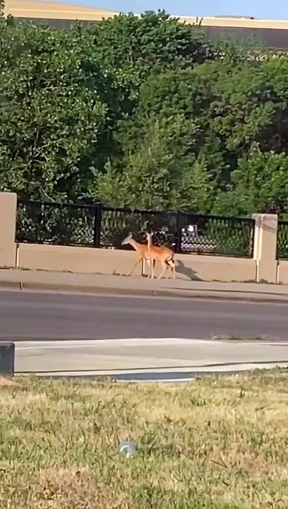 Bold Deer Flips over Fence