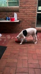Picky Pup Doesn’t Like Food From the Bowl