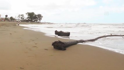 Etkili olan sağanak nedeniyle ağaç parçaları Karasu sahiline sürüklendi