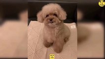 Funny Dogs | Cute baby Dog Videos | Dogs PRO Compilation 07