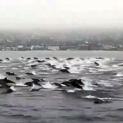 The dolphins are playing in the sea