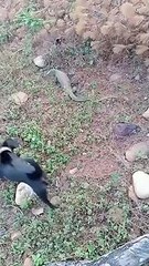 Dog Vs Lizard - who will win?