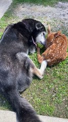 Caring Dog Shows Love to Injured Fawn