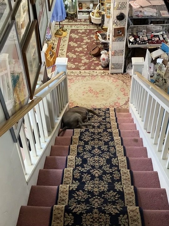 Pit Bull Slides Sideways Down Stairs