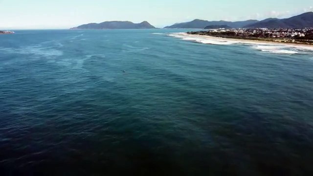 Baleia morre ao ficar presa em redes de pesca e encalha em praia de Florianópolis